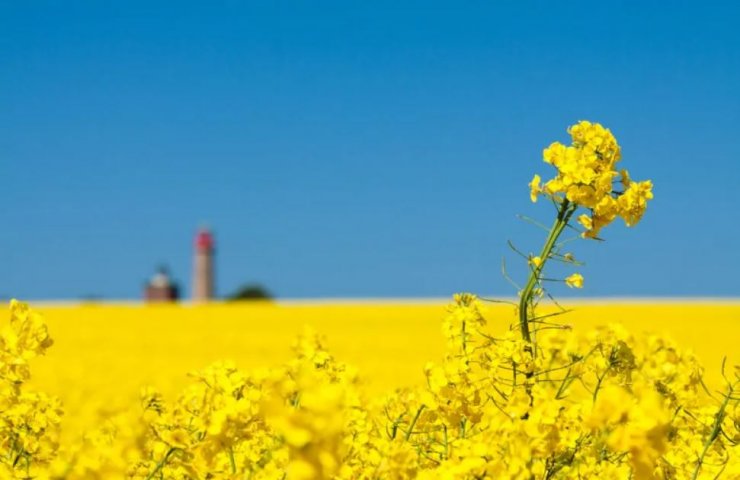 Україна втрачає лідерство на ринку імпорту ріпаку в ЄС через дефіцит прісної води